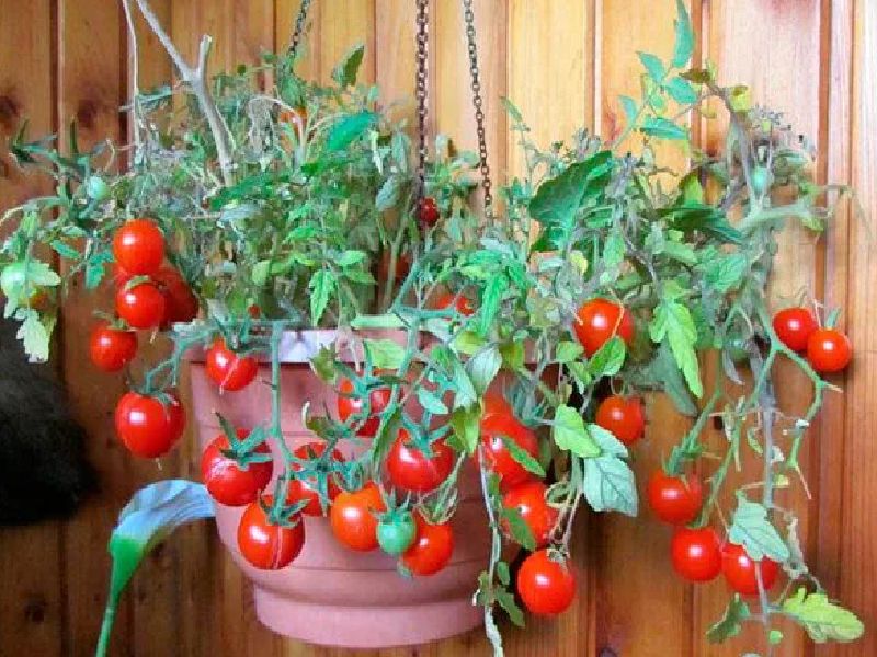 a67da659d263558b1c289429979a03aa Які помідори (томати) найурожайніші для відкритого грунту?