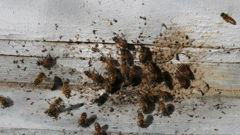 a8b2f2348b60811ea4ec1eae452000d3 Нозематоз бджіл — профілактика і лікування