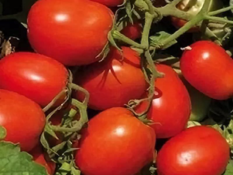a8cf0a2de45ca609af3de8ffe7a0a061 Які помідори (томати) найурожайніші для відкритого грунту?