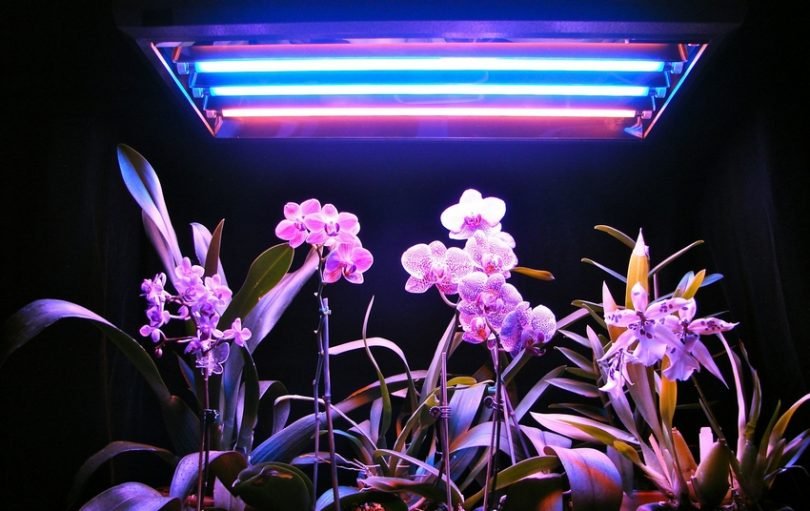 a9c4acbe26414d2805acdf27da2e42b8 Лампа для кімнатних квітів: підсвічування в квартирі, додаткове освітлення своїми руками, світлодіодні і люмінесцентні лампи