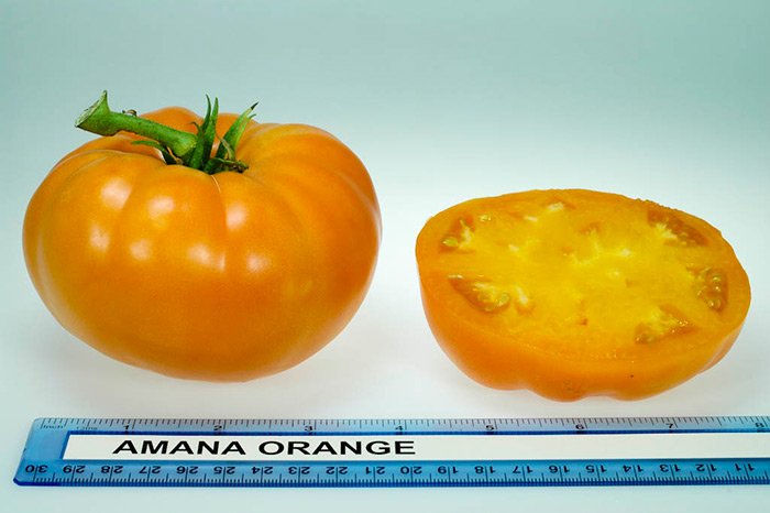 a kak naschet zheltoplodnogo tomata  sort amana oranzh i ego opisanie43 А як щодо желтоплодного томату? Сорт Гамана Оранж і його опис