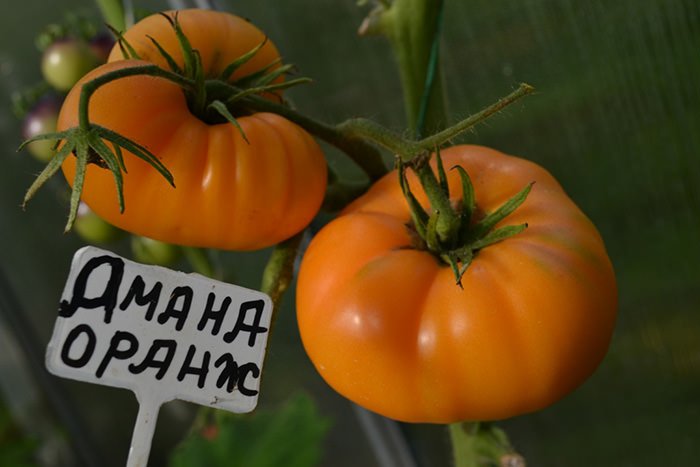 a kak naschet zheltoplodnogo tomata  sort amana oranzh i ego opisanie44 А як щодо желтоплодного томату? Сорт Гамана Оранж і його опис