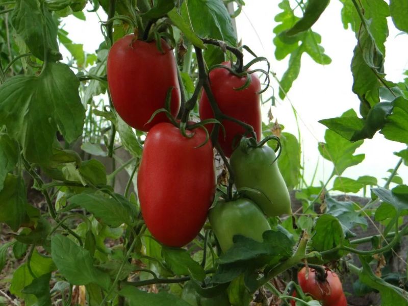 aa6c071dcf25670ca52be0f2e0ae8c47 Які помідори (томати) найурожайніші для відкритого грунту?