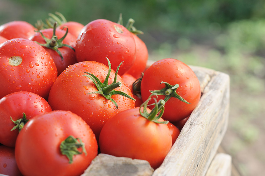 alyaska: podrobnoe opisanie universalnogo tomata82 Аляска: докладний опис універсального томату