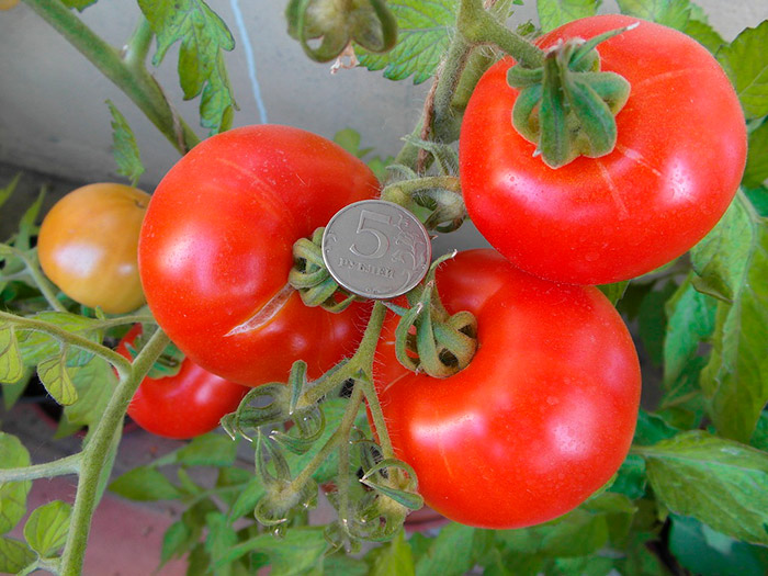 alyaska: podrobnoe opisanie universalnogo tomata83 Аляска: докладний опис універсального томату