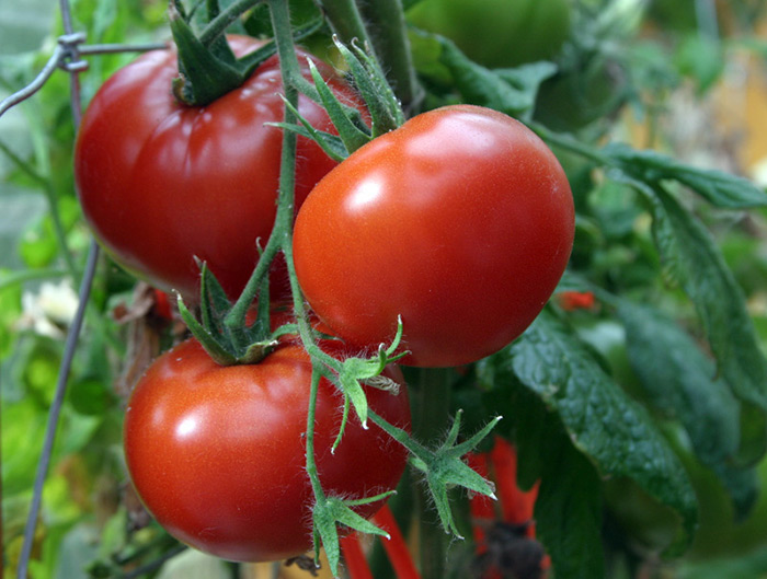 alyaska: podrobnoe opisanie universalnogo tomata84 Аляска: докладний опис універсального томату