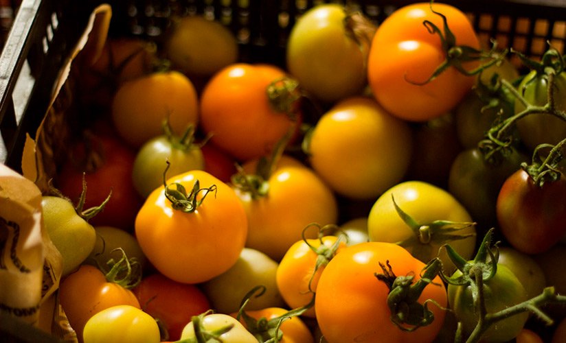appetitnyjj tomat mandarinka: podrobnoe opisanie, detali vyrashhivaniya, otzyvy96 Апетитний томат Мандаринка: докладний опис, деталі вирощування, відгуки