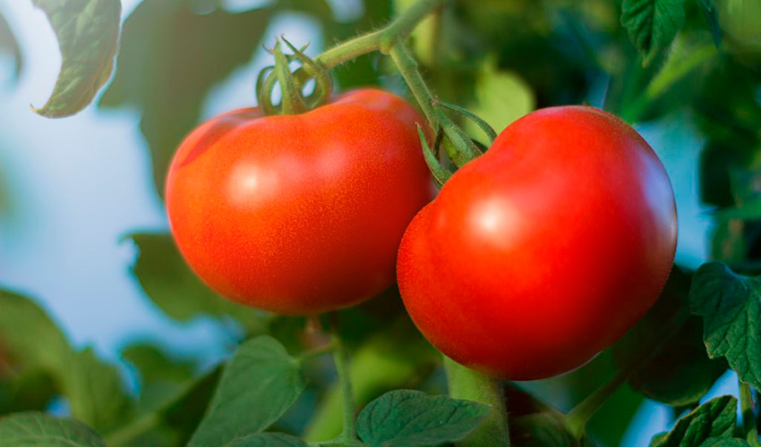 bagira f1: opisanie gibrida, ego agrotekhniki, otzyvy o tomate38 Багіра F1: опис гібрида, його агротехніки, відгуки про томаті