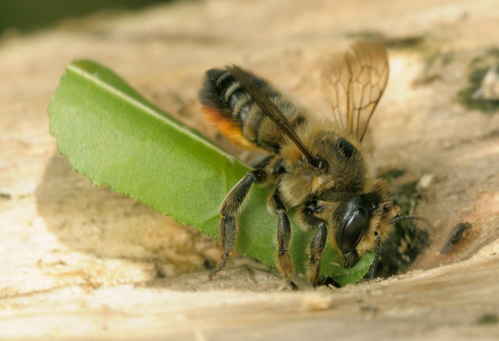 bba852374e3b30f0973906b49b345ecc Бджола листорез — тупикова гілка еволюції бджіл чи все таки цінний вид?