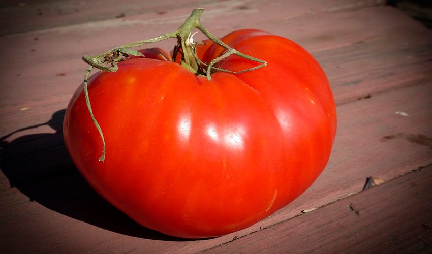belfast: sovety po ukhodu i opisanie krupnoplodnogo tomata62 Белфаст: поради по догляду та опис крупноплідного томату