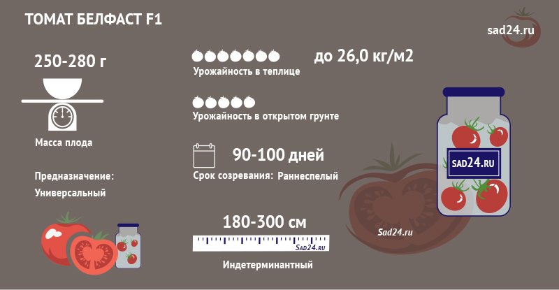 belfast: sovety po ukhodu i opisanie krupnoplodnogo tomata63 Белфаст: поради по догляду та опис крупноплідного томату