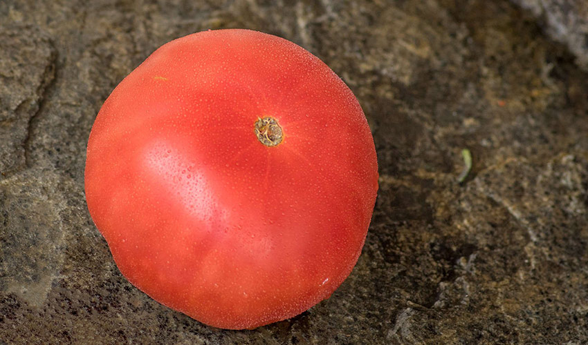 bifseller – polnoe opisanie i otzyvy  sekrety vyrashhivaniya myasnogo tomata86 Бифселлер – повний опис та відгуки. Секрети вирощування «мясного» томату