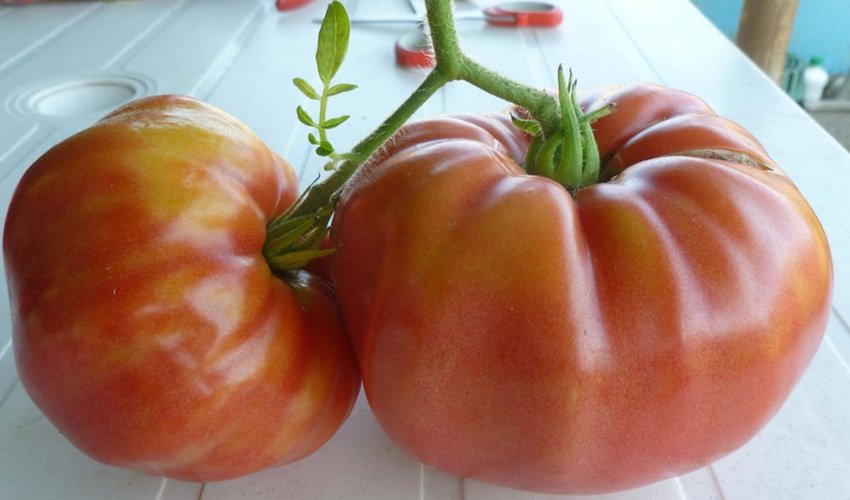 bugajj – moshh i krasota tomata  opisanie raznovidnostejj sorta i osobennosti vyrashhivaniya42 Бугай – міць і краса томату. Опис різновидів сорту і особливості вирощування