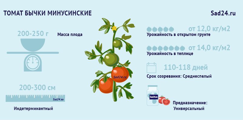 bychki minusinskie: ehffektnye tomaty s yarkim vkusom  opisanie i sekrety kultivirovaniya49 Бички Минусинские: ефектні томати з яскравим смаком. Опис і секрети культивування