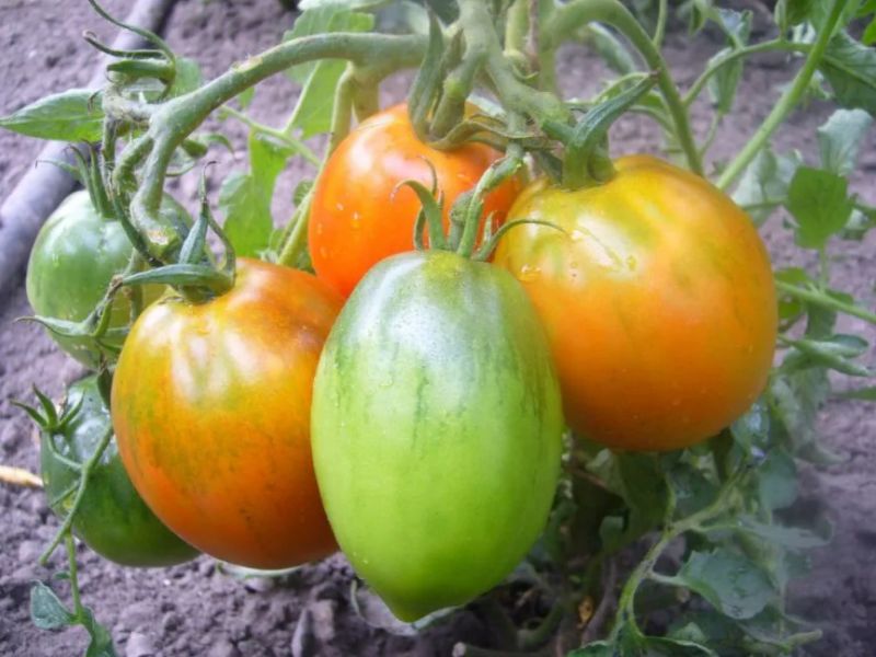 c394b0e44329550331dad3f90362b75b Які помідори (томати) найурожайніші для відкритого грунту?