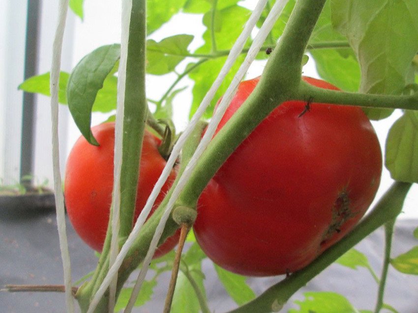 carskijj lyubimec: opisanie sorta, rekomendacii po vyrashhivaniyu, otzyvy o tomate77 Царський улюбленець: опис сорту, рекомендації по вирощуванню, відгуки про томаті