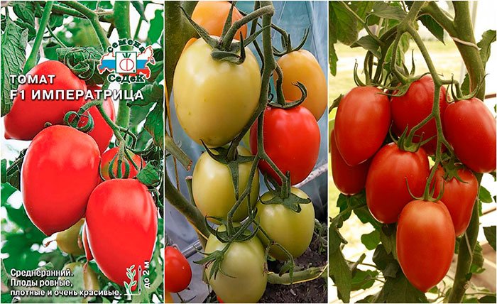 carstvennyjj tomat dlya konservacii: opisanie imperatrica f1, agrotekhnika, otzyvy20 Царствений томат для консервації: опис Імператриця F1, агротехніка, відгуки
