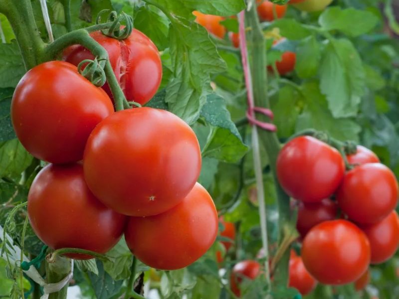 ccc13b7ff226e452b200f47835268fdf Які помідори (томати) найурожайніші для відкритого грунту?