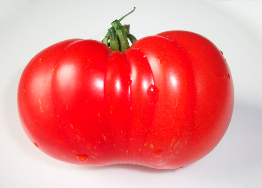 chem znamenit tomat sorta vova putin  osobennosti agrotekhniki, otzyvy fermerov7 Чим знаменитий томат сорти Вова Путін. Особливості агротехніки, відгуки фермерів