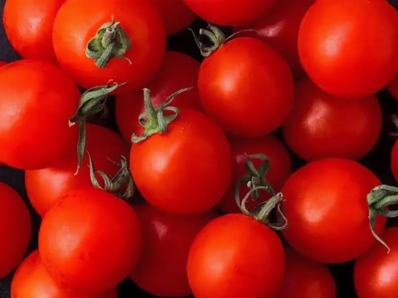 d173d6488a0236e3f8e16e0daad308f8 Які помідори (томати) найурожайніші для відкритого грунту?