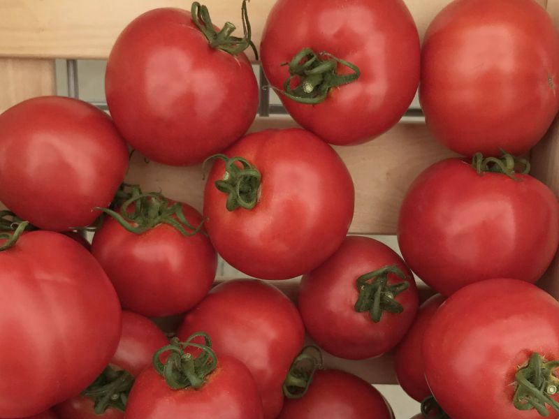 df0258b837f14a1452c4a85c4776ecff Які помідори (томати) найурожайніші для відкритого грунту?