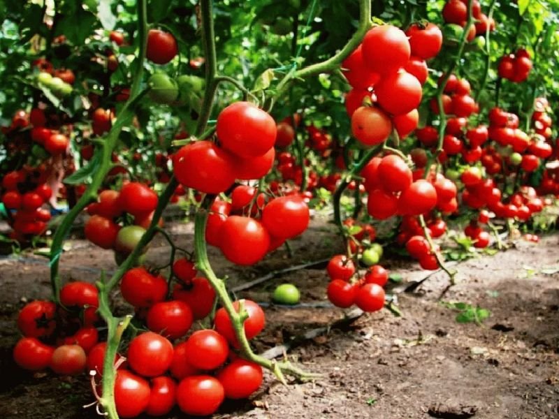 e7708bd8b63b8f852a0f98f37869ff72 Які помідори (томати) найурожайніші для відкритого грунту?
