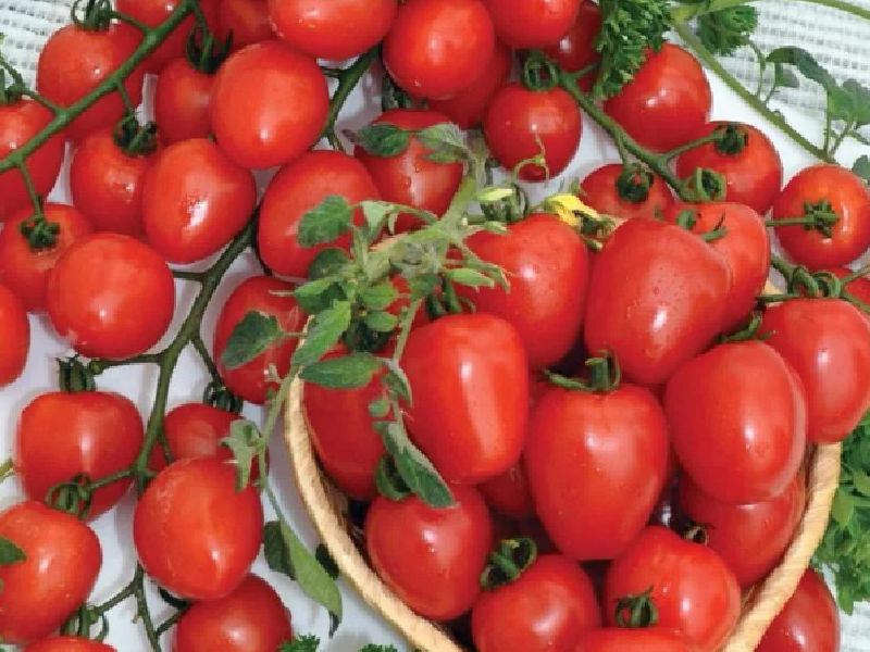 ec4c9b1cd68e8a62c9c6c55190b44fd0 Які помідори (томати) найурожайніші для відкритого грунту?