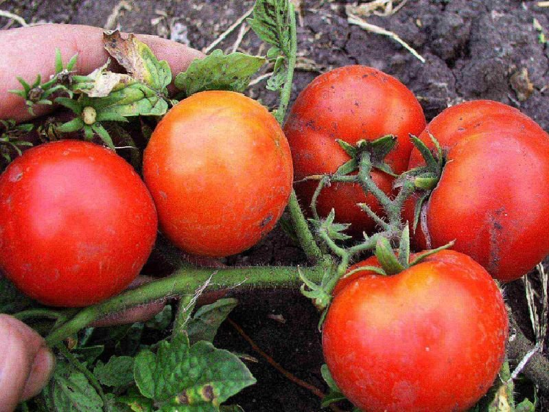ec673f78119d7ea3da99c4493e06d12c Які помідори (томати) найурожайніші для відкритого грунту?