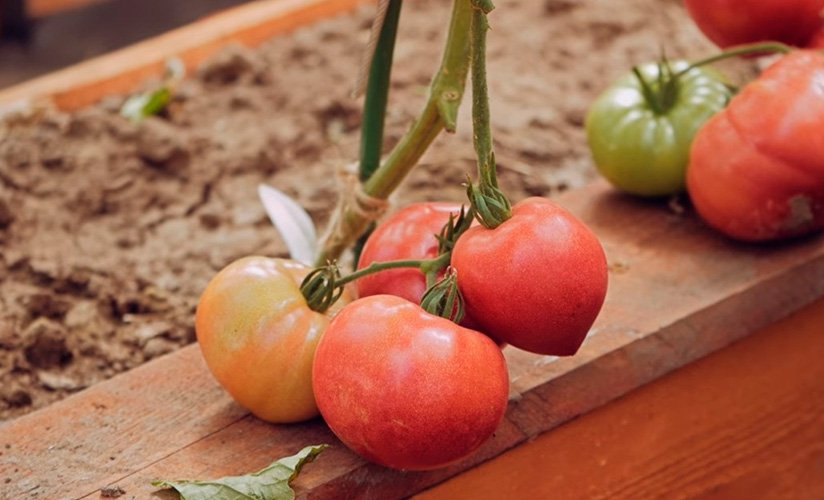 ehvolyuciya dlya vashejj teplicy  opisanie rozovoplodnogo bif tomata i sovety po agrotekhnike32 Еволюція для вашої теплиці. Опис розовоплодного біф томату і поради по агротехніці