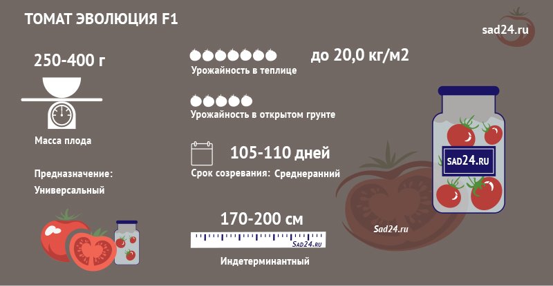 ehvolyuciya dlya vashejj teplicy  opisanie rozovoplodnogo bif tomata i sovety po agrotekhnike33 Еволюція для вашої теплиці. Опис розовоплодного біф томату і поради по агротехніці