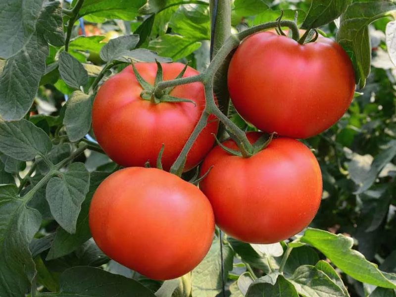 fc82e02f411155cc9d4097f09431f811 Які помідори (томати) найурожайніші для відкритого грунту?