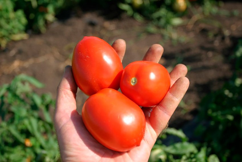 gibrid bonapart f1: detalnoe opisanie, osobennosti, otzyvy o tomate47 Гібрид Бонапарт F1: детальний опис, особливості, відгуки про томаті