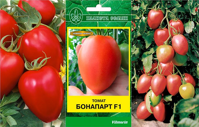 gibrid bonapart f1: detalnoe opisanie, osobennosti, otzyvy o tomate48 Гібрид Бонапарт F1: детальний опис, особливості, відгуки про томаті