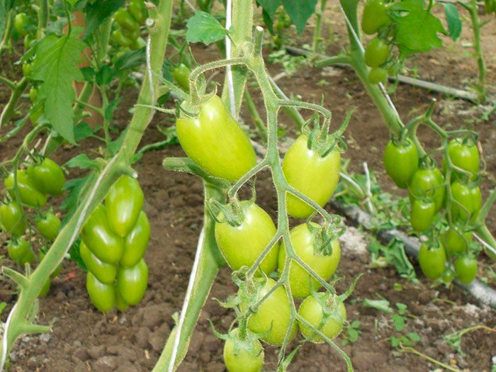 gibrid bonapart f1: detalnoe opisanie, osobennosti, otzyvy o tomate49 Гібрид Бонапарт F1: детальний опис, особливості, відгуки про томаті
