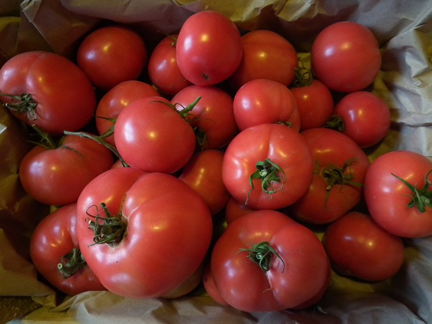 gibrid kukla masha: detalnoe opisanie, kharakteristiki, otzyvy o tomate41 Гібрид Лялька Маша: детальний опис, характеристики, відгуки про томаті