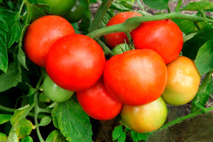 gibrid zhongler f1: detalnoe opisanie tomata, dostoinstva, otzyvy sadovodov116 Гібрид Жонглер F1: детальний опис томату, гідності, відгуки садівників