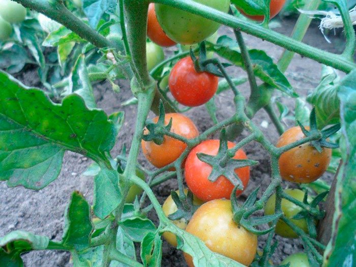 irishka f1   gibridnyjj tomat dlya teplogo klimata  opisanie, osobennosti, otzyvy6 Иришка F1 — гібридний томат для теплого клімату. Опис, особливості, відгуки