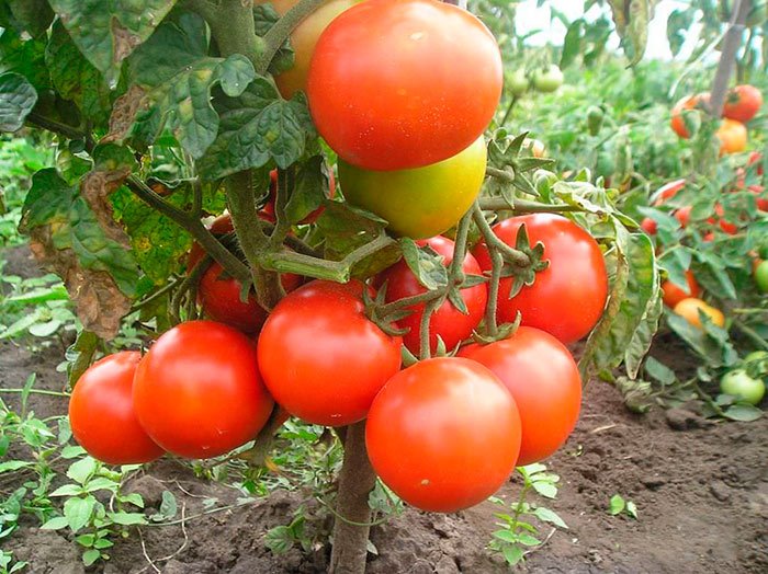 irishka f1   gibridnyjj tomat dlya teplogo klimata  opisanie, osobennosti, otzyvy7 Иришка F1 — гібридний томат для теплого клімату. Опис, особливості, відгуки