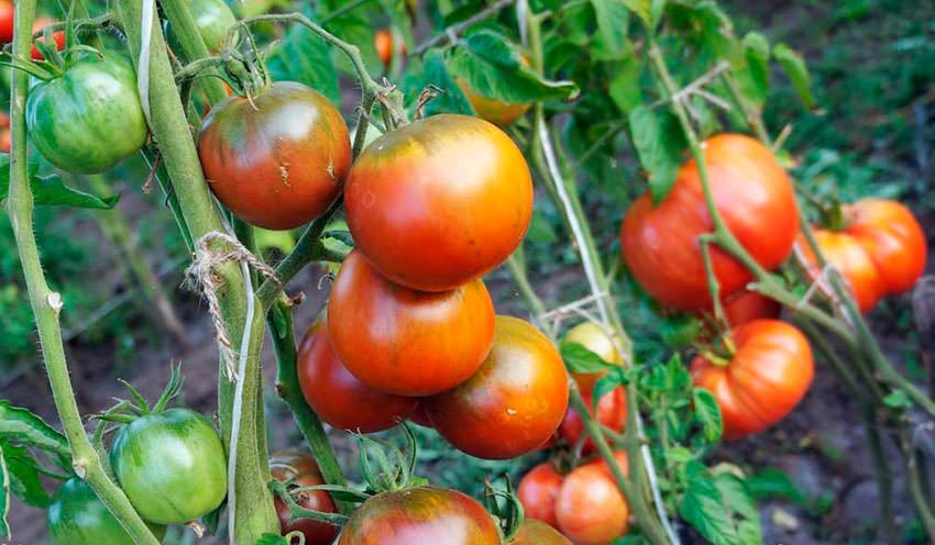 kak vyrashhivat temnoplodnyjj tomat  opisanie osobennostejj kultivirovaniya pomidora chernomor82 Як вирощувати темноплодный томат? Опис особливостей культивування помідора Чорномор
