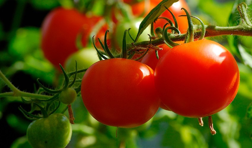 kak vyrastit sredneplodnyjj tomat  polnoe opisanie osobennostejj kultivacii gibrida katyusha36 Як виростити среднеплодный томат. Повний опис особливостей культивації гібрида Катюша