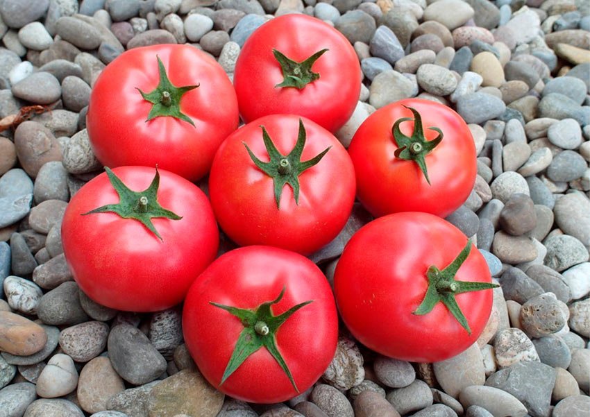 kharakteristiki tomata kasamori s otzyvami sadovodov8 Характеристики томату Касамори з відгуками садівників