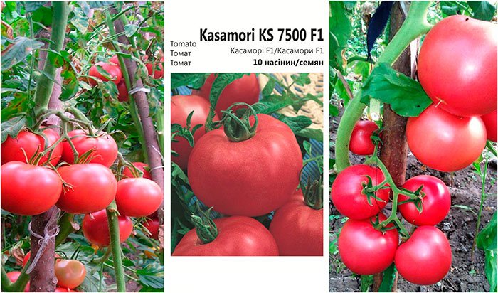 kharakteristiki tomata kasamori s otzyvami sadovodov9 Характеристики томату Касамори з відгуками садівників