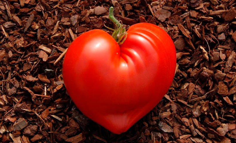 kholodostojjkijj tomat s imenem ognennoe serdce f1: obshhee opisanie, agrotekhnika, otzyvy42 Холодостійкий томат з імям Вогняне серце F1: загальний опис, агротехніка, відгуки