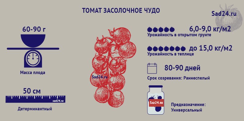 kompaktnyjj tomat povyshennojj produktivnosti  opisanie zasolochnogo chuda15 Компактний томат підвищеної продуктивності. Опис Засолочного дива