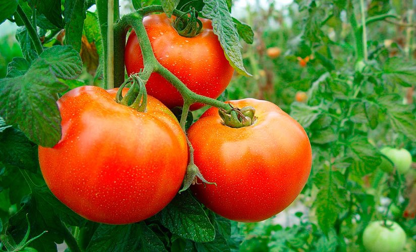 koroleva rynka – krupnoplodnyjj urozhajjnyjj tomat  kharakteristiki sorta, otzyvy sadovodov20 Королева ринку – великоплідний урожайний томат. Характеристики сорту, відгуки садівників