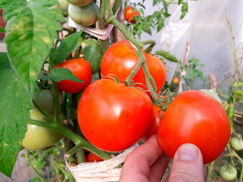 krasnobajj: polnoe opisanie vysokourozhajjnogo tomata43 Ритор: повний опис високоврожайного томату