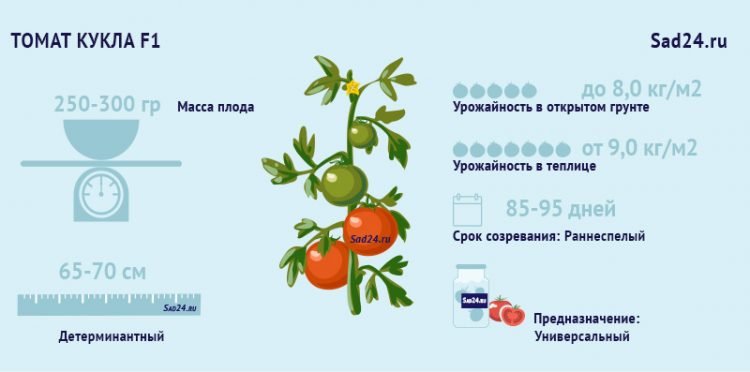 kukla f1: podrobnoe opisanie i rekomendacii po vyrashhivaniyu tomata54 Лялька F1: докладний опис і рекомендації з вирощування томата