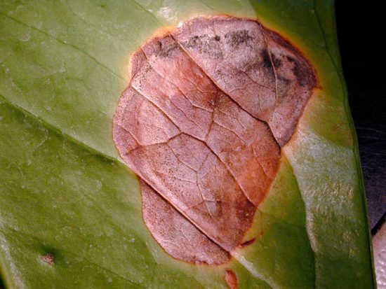 lechim anturium: bolezni listev i sposoby borby s nimi23 Лікуємо антуріум: хвороби листя і способи боротьби з ними