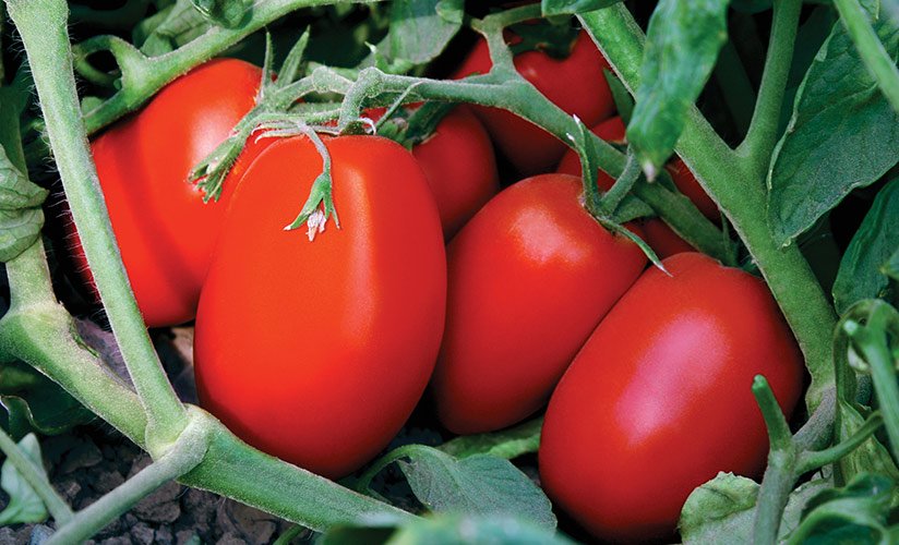 liza – srednerannijj sort tomatov  rekomendacii, opisanie, sekrety bogatogo urozhaya50 Ліза – середньоранній сорт томатів. Рекомендації, опис, секрети багатого врожаю