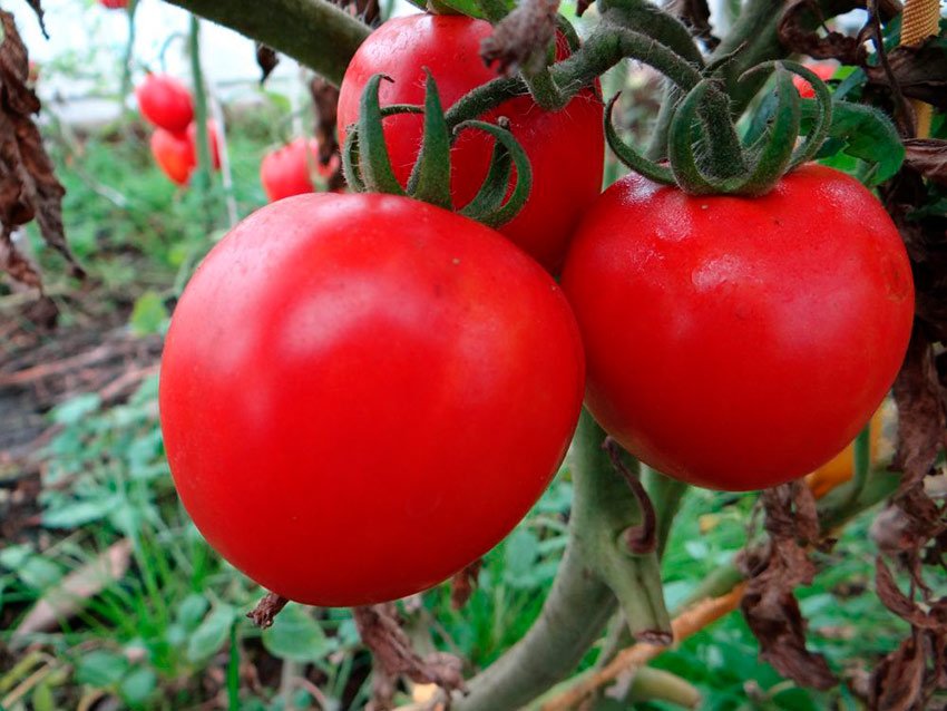 malenkijj tomat s bolshim urozhaem: opisanie sorta zagadka, agrotekhnika, otzyvy18 Маленький томат з великим урожаєм: опис сорту Загадка, агротехніка, відгуки